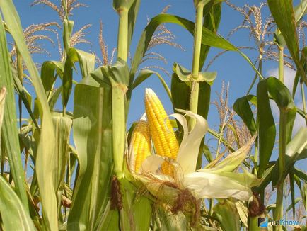 Kukorica, minden a felnövő az országban