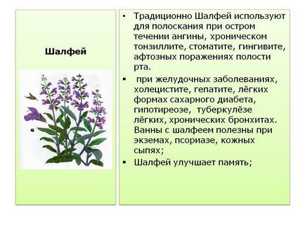 Salvia officinalis, amit segít, hogyan kell gyűjteni és használata