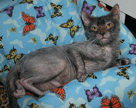 Lika - macska vérfarkas a macska bőre