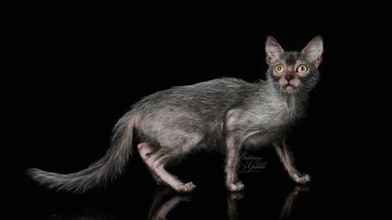 Lika (lykoi) - cat-váltókar (Lika) Lika (lykoi) - macskák, vérfarkasok
