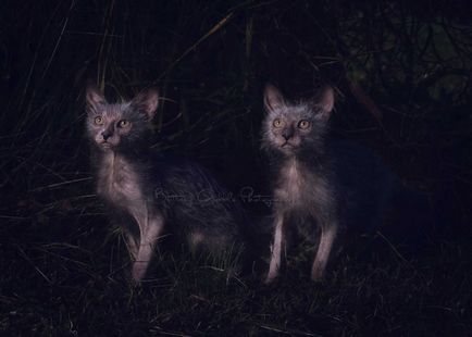 Lika (lykoi) - macskák, vérfarkasok