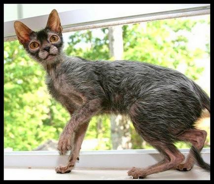 Lika (lykoi) - cat-váltókar (macska fajta) Lika (lykoi) - macskák, vérfarkasok