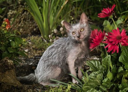Lika (lykoi) - cat-váltókar (Lika) Lika (lykoi) - macskák, vérfarkasok
