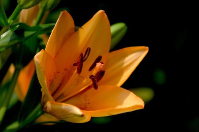 Lily tavaszi ültetés a nyílt terepen - az időzítés és funkciók