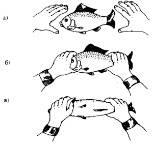 Horgászat kezek - útmutató a cselekvés