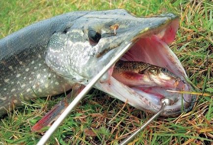 Pike halászat a bypass póráz - beépülő telepítési módszerek