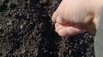 Póréhagyma karantansky termesztés vetőmag kezük - részletes útmutató!
