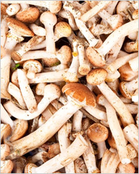 A pácolt gomba - receptek marinált gombák