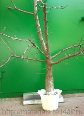 Mesterkurzus fa Cseresznye Box
