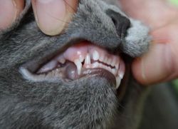 Változás, hogy a macskák fogak