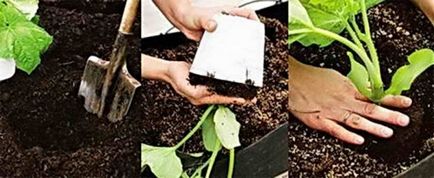 Bizonyos távolságra uborka ültetett egy üvegházban ültetési