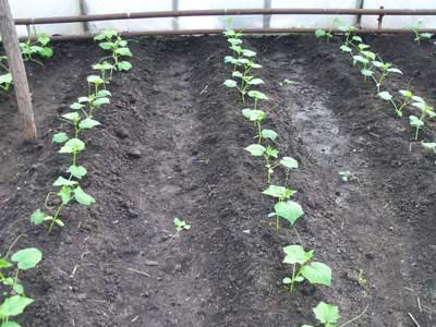 Bizonyos távolságra uborka ültetett egy üvegházban ültetési