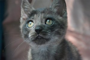 Szokatlan nevek szürke macskák fiúk hívni a brit és skót cicák