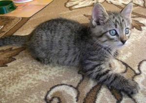 Szokatlan nevek szürke macskák fiúk hívni a brit és skót cicák
