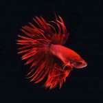 Neon hal fotók, tartalom, videó, gondozás, tenyésztés