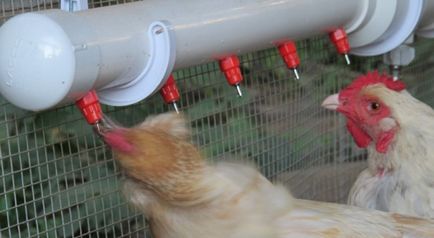 Itatókból csirkéknek, hogyan lehet a saját kezét, fotó, videó