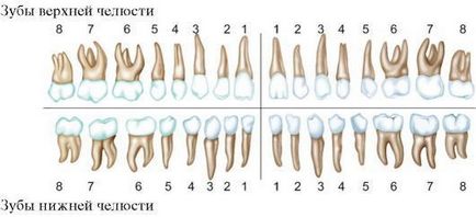 A számozás a fogak a fogászati ​​diagram számozott