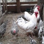 Felülvizsgálata Puskin csirke fajta, tenyésztés titok, képeket és az értékeléseket a gazdák
