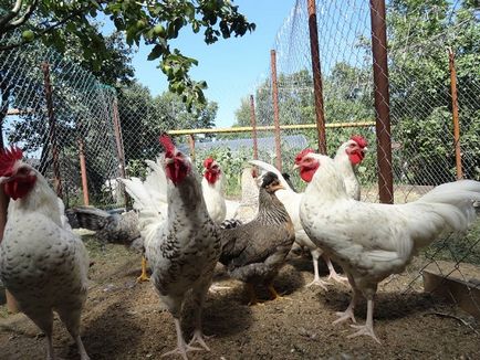 Felülvizsgálata Puskin csirke fajta, tenyésztés titok, képeket és az értékeléseket a gazdák