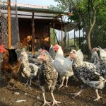 Leírás Puskin fajta csirkék fotók képviselőház és a tulajdonos Vélemények