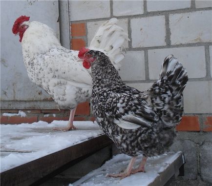 Leírás Puskin fajta csirkék fotók képviselőház és a tulajdonos Vélemények