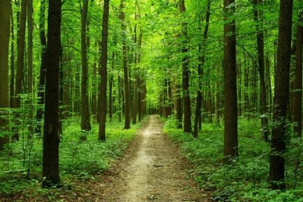 Azonosította a fő cél a reform az erdészeti ágazat Ukrajnában