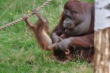 Orangután, állat enciklopédia