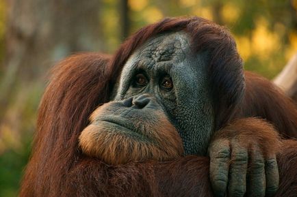 Orangután, állat enciklopédia