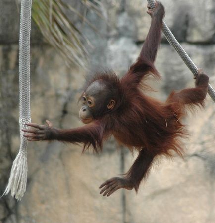 Orangután, állat enciklopédia