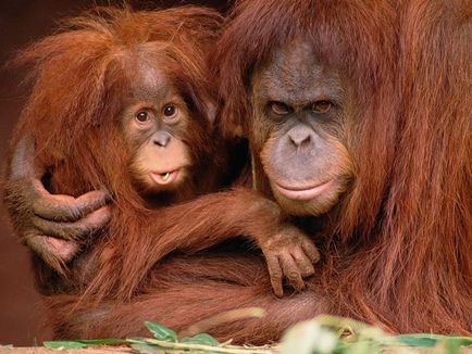 Orangután, állat enciklopédia