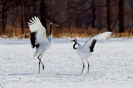 Origami papír Crane saját kezűleg az értéket a daru és a rendszer