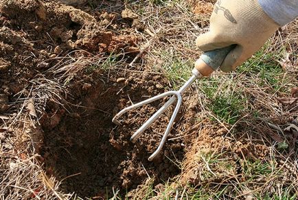 Jellemzői növényi növekedést komló ültetés, gondozás, tenyésztés