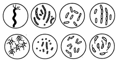 osztály baktériumok