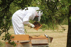 Apiary méhészeti üzleti, értékesítése méz