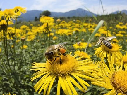 Méhészeti mint üzleti előnyeiről és hátrányairól, az alapvető árnyalatok az üzleti terv, és a nyereségesség a méhészet
