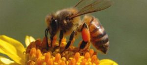 Méhészeti méh él sok minden történik, és miért halála