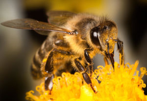 Méhészeti méh él sok minden történik, és miért halála