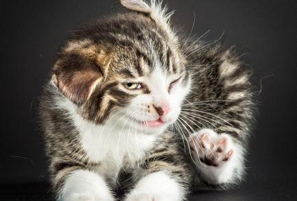 Függetlenül attól, hogy egy személy át a fül atkák macskák fertőzőképesség