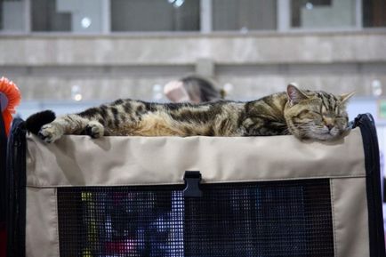 Az első alkalommal a kiállítás macskák, hogy hozza meg a macskát mutatja, sunray - óvodai brit macska