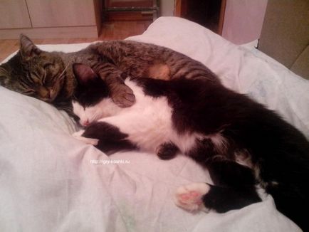 Miért macskák aludni az ember - a hasán, a térdén, láb, szoros, macskák és játékok