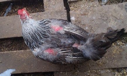 Miért csirkék kopasz fej, a nyak, a hát és egyéb testrészek, hogy mit és hogyan lehet megoldani a problémát