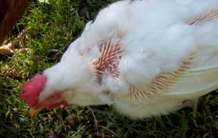 Miért csirkék kopasz fej, a nyak, a hát és egyéb testrészek, hogy mit és hogyan lehet megoldani a problémát
