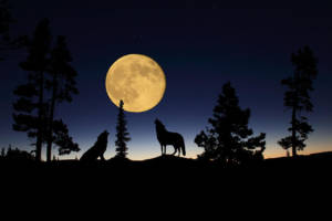 Miért farkas üvöltés a holdra egyszerű válaszokat bonyolult kérdésekre