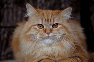 Bőr alá takácsatka (domodekoz) macskák képek, tünetek, kezelés, megelőzés