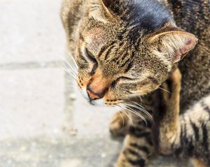 Bőr alá takácsatka (domodekoz) macskák képek, tünetek, kezelés, megelőzés