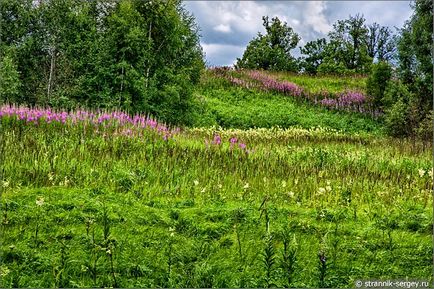 Vadvirágok nyári túra júliusban dombok külvárosokban a Dubna folyó