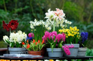 Plant előnyei - miért van szükség a virágok otthon, az összes szín