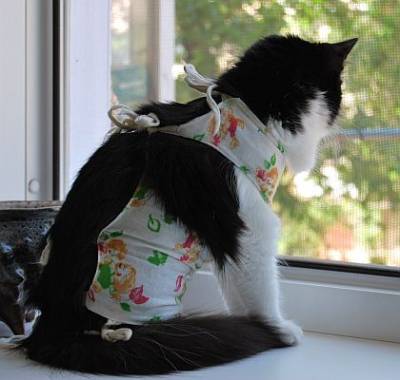 Blanket macska részletes utasításokat, hogyan kell varrni, és a ruha