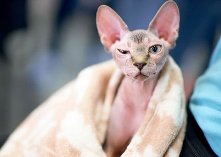 Macska fajta Szfinx - kezelés és karbantartás