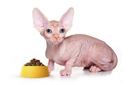 Macska fajta Szfinx - kezelés és karbantartás